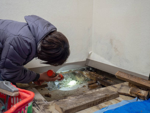 Professional Mold Removal in Kula, HI