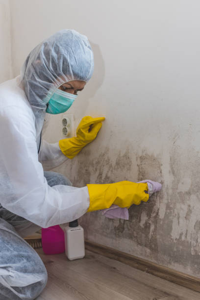 Best Mold Prevention Services  in Kula, HI