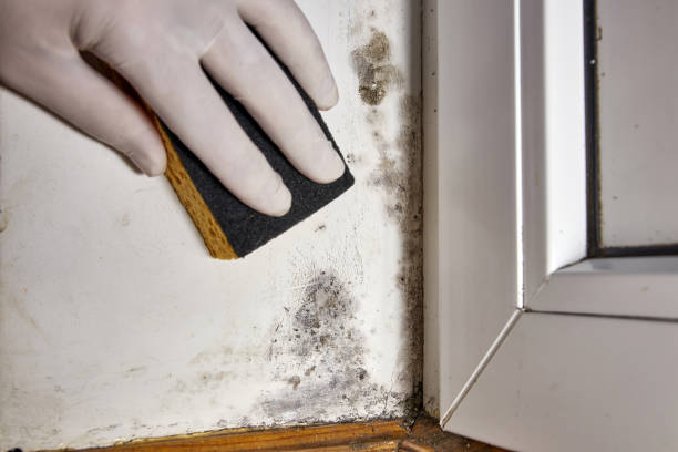 Mold Removal for HVAC Installations in Kula, HI